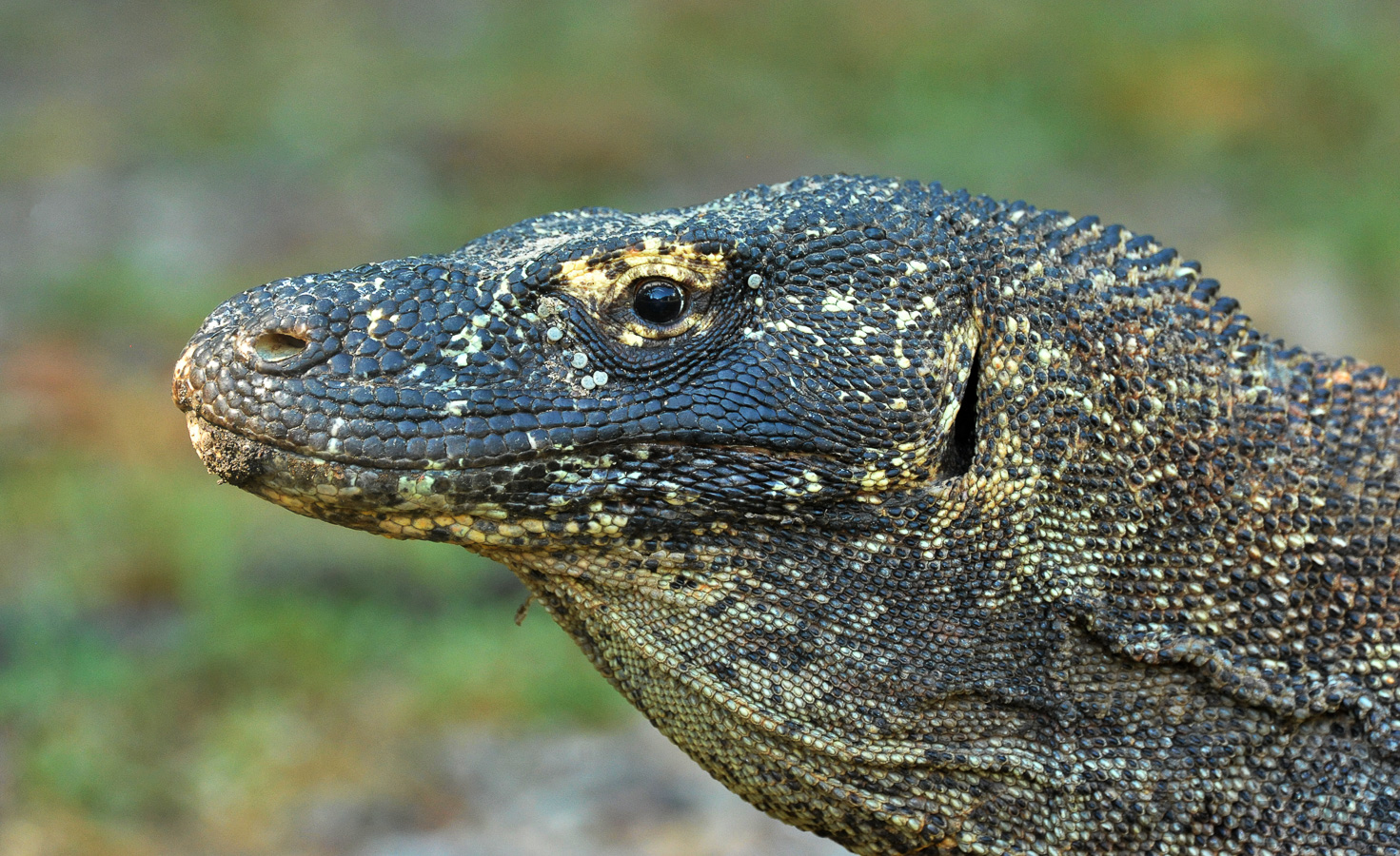 Varanus komodoensis [550 mm, 1/200 sec at f / 8.0, ISO 3200]